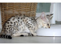 gatinhos-savannah-e-serval-sao-uma-prioridade-small-3