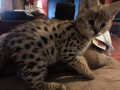 gatinhos-savannah-e-serval-sao-uma-prioridade-small-0