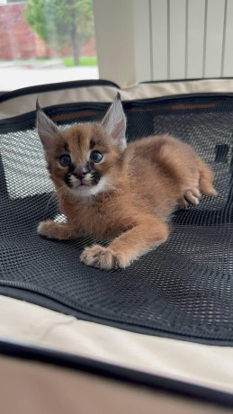 gatinhos-savannah-e-serval-sao-uma-prioridade-big-1