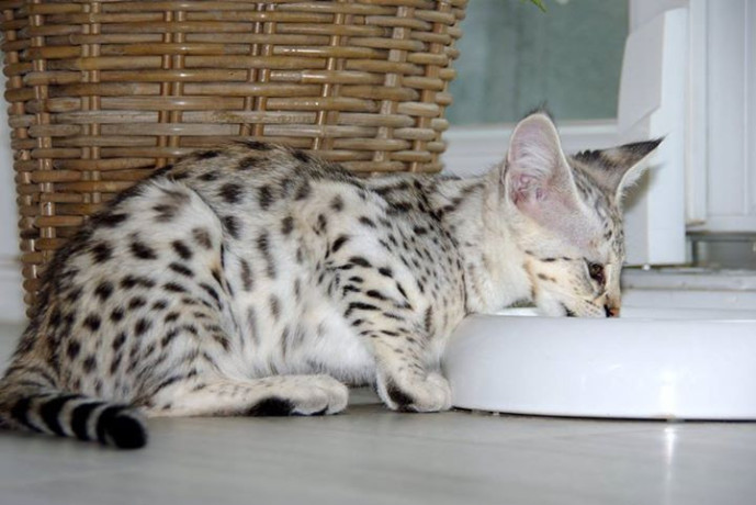 gatinhos-savannah-e-serval-sao-uma-prioridade-big-3